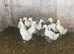 Pekin Ducks