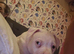 Johnston american bulldog femail puppys