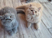 british longhair