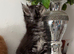 Beautiful tica reg Maine coon kittens.