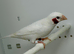 Albino cut throat male finch for sale
