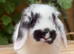 Most gorgeous mini lop boy