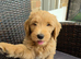 READY TO GO!!! Multigeneration Goldendoodle Puppies