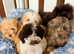 Gorgeous and unique minature poodles