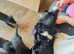 Collie x lab