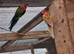 Rosellas for sale unrelated pair