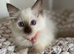 Stunning gccf chocolate ragdoll girl
