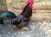 Rhode island red and white silkie breeding trios