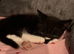 Four kittens