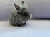 Lionhead babies