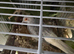 5 Diamond doves with cage