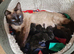 Beautiful Siamese-Type Kittens &ndash; 5 Available