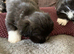 Adorable Lhasa Apso puppies for sale