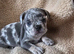 French bulldog puppies