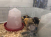 Different purebred Orpington chicks