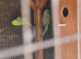 Breeding pair of ring necks