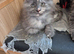Maine coon kittens