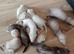 16 Baby ferrets