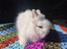 STUNNING TEDDYDWERG BABIES- PARENTS IMPORTED FROM EUROPE