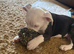 Pocket bully x old thyme bulldog