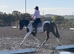 Fendi - 6 Year Old - Standardbred