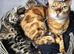 Beautiful Bengal × British Shorthair Kittens