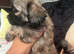 1 girl shihpoo