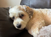 Give my dog a new home due to my husband going into care don't have the time to look after him