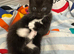 Litter of four beautiful kittens