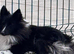 Beautiful black bi Shetland sheepdog girl