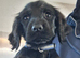 *Last BoyKC Registered working cocker spaniel puppies