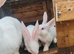 Male continental giant babies white