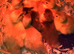 Muscovy ducklings