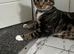 Two 9 month old boy kittens for sale!