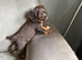 7 playful cocker spaniels pups