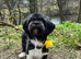 Lhasa Apso For Sale