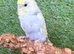 Hand-Tame Baby Budgie – Ready for a Loving Home