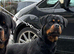 Champion KC registered puppies