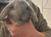 Pure Bred French Lops