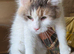 18 month old female maine coon