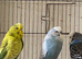5 Budgies for sale