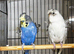Split black face budgies
