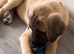 Kangal pup’s