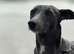 Whippet puppies ready to reserve