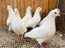 PURE WHITE ENGLISH GARDEN DOVES