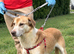 Luna  A Beautiful, Gentle Labrador-Type Girl Looking for Love