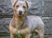 One of the best lilac stud dogs in the Uk