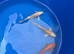 koi