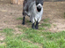 Pygmy goat female.
