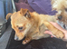 Chihuahua mix for sale